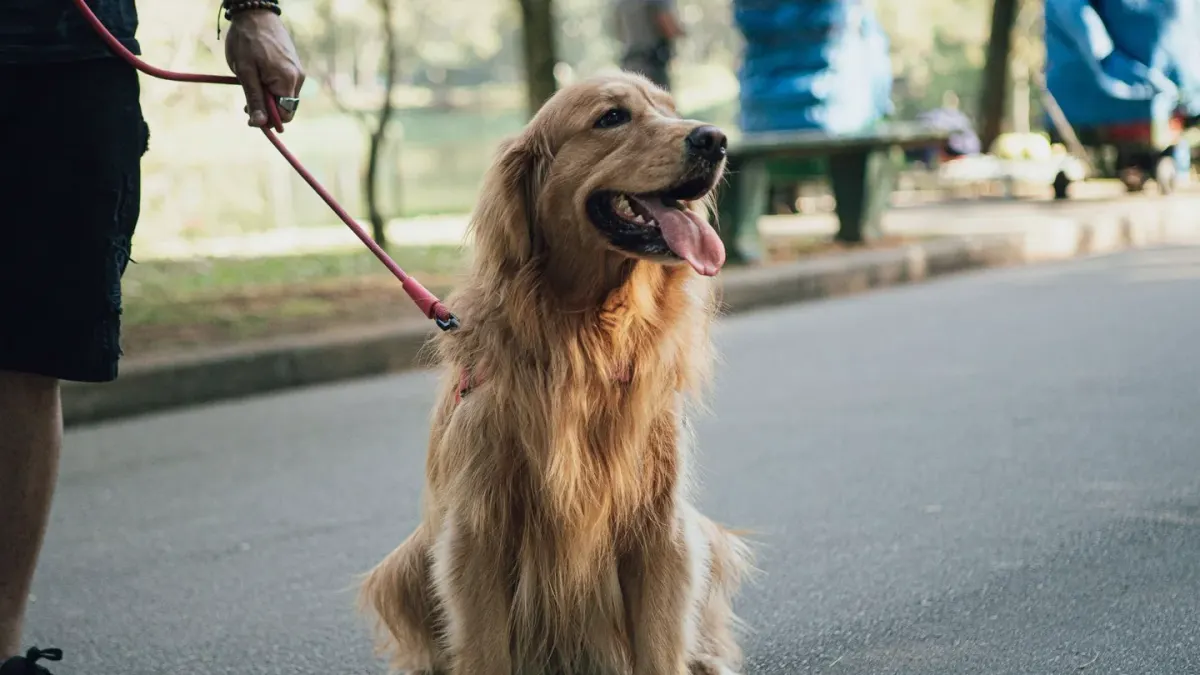 Dog walking with an owner