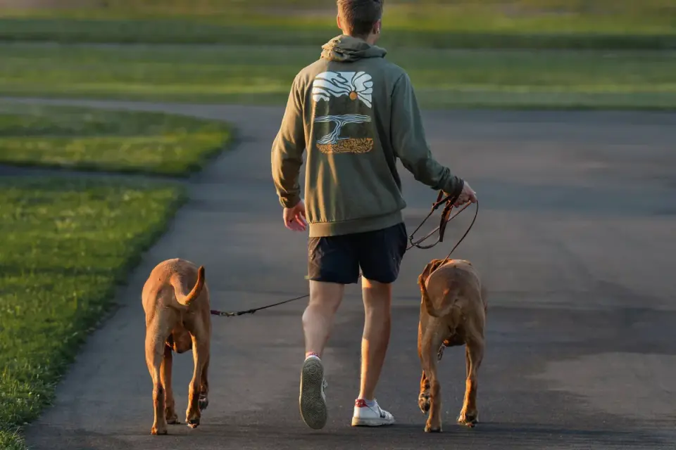 Dog walking with an owner