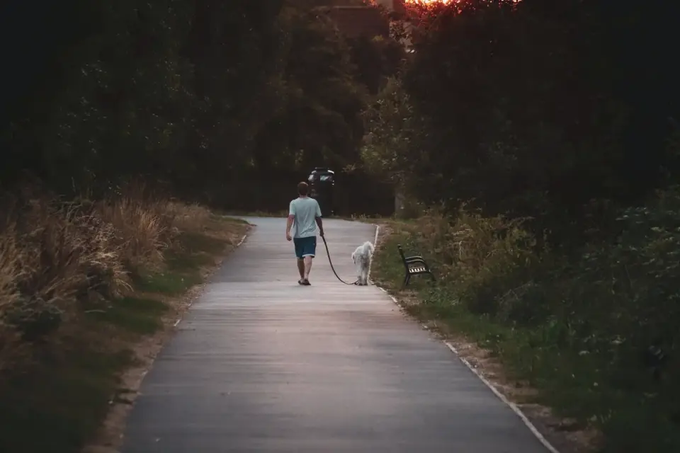 Dog walking with an owner