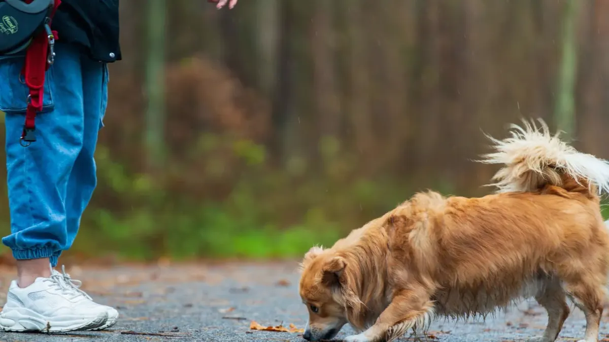 Dog walking with an owner