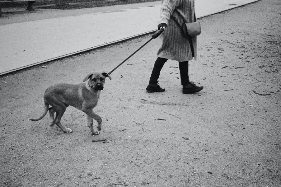 Dog walking with an owner