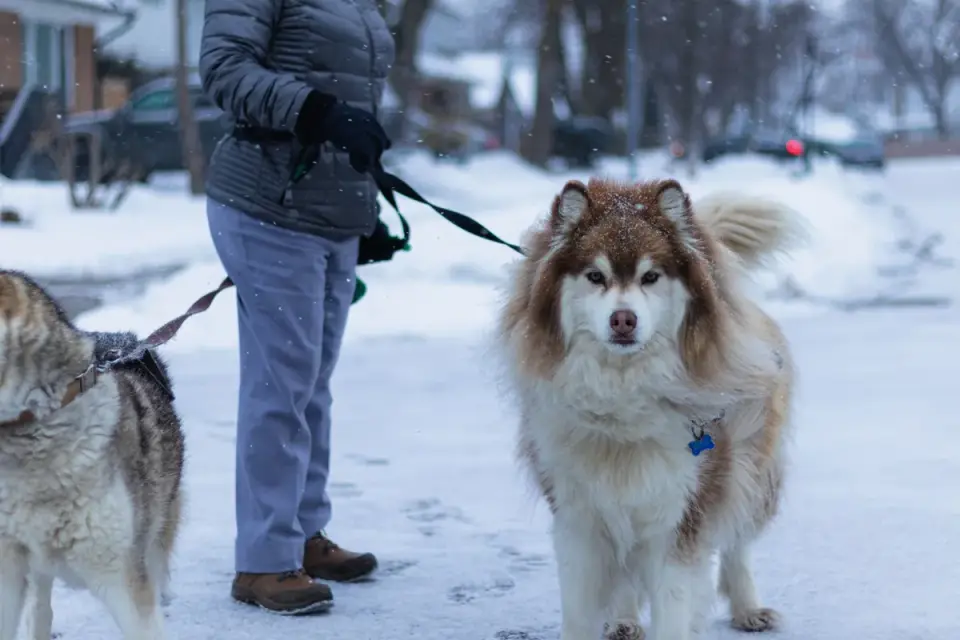 Dog walking with an owner