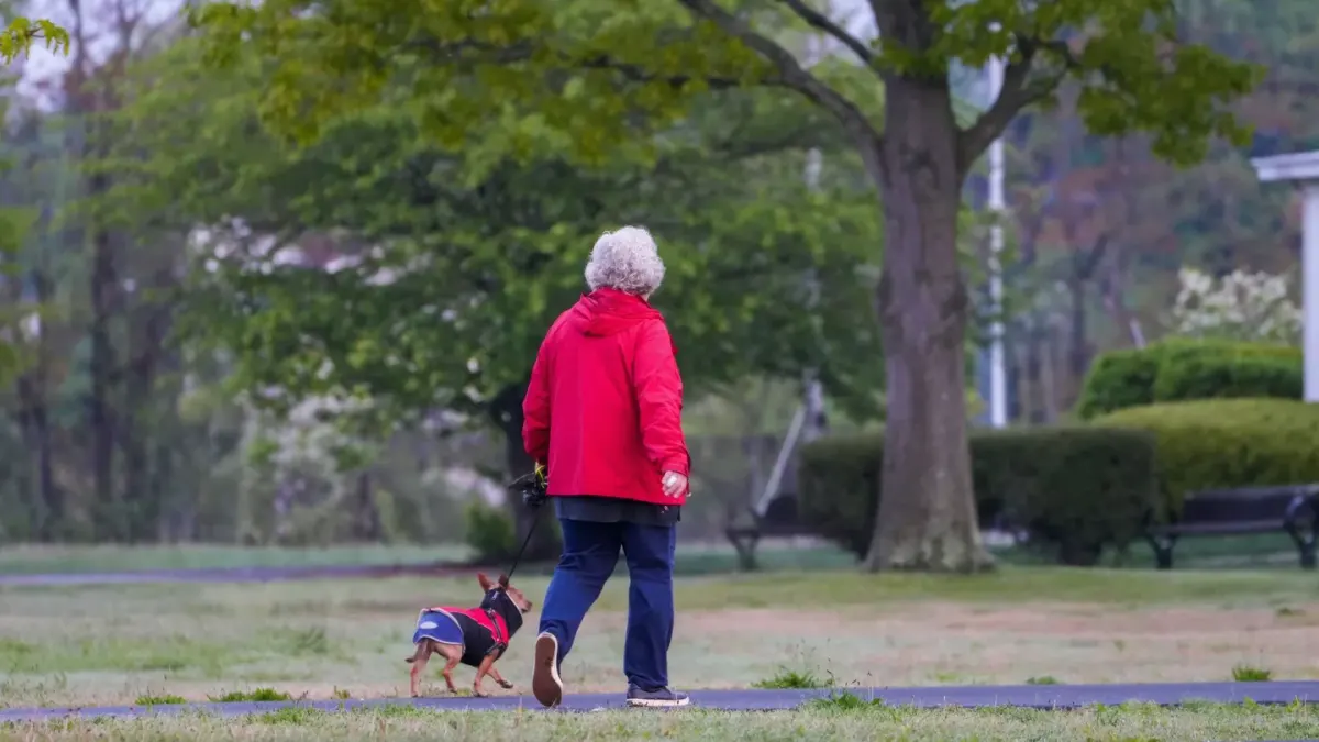 Dog walking with an owner
