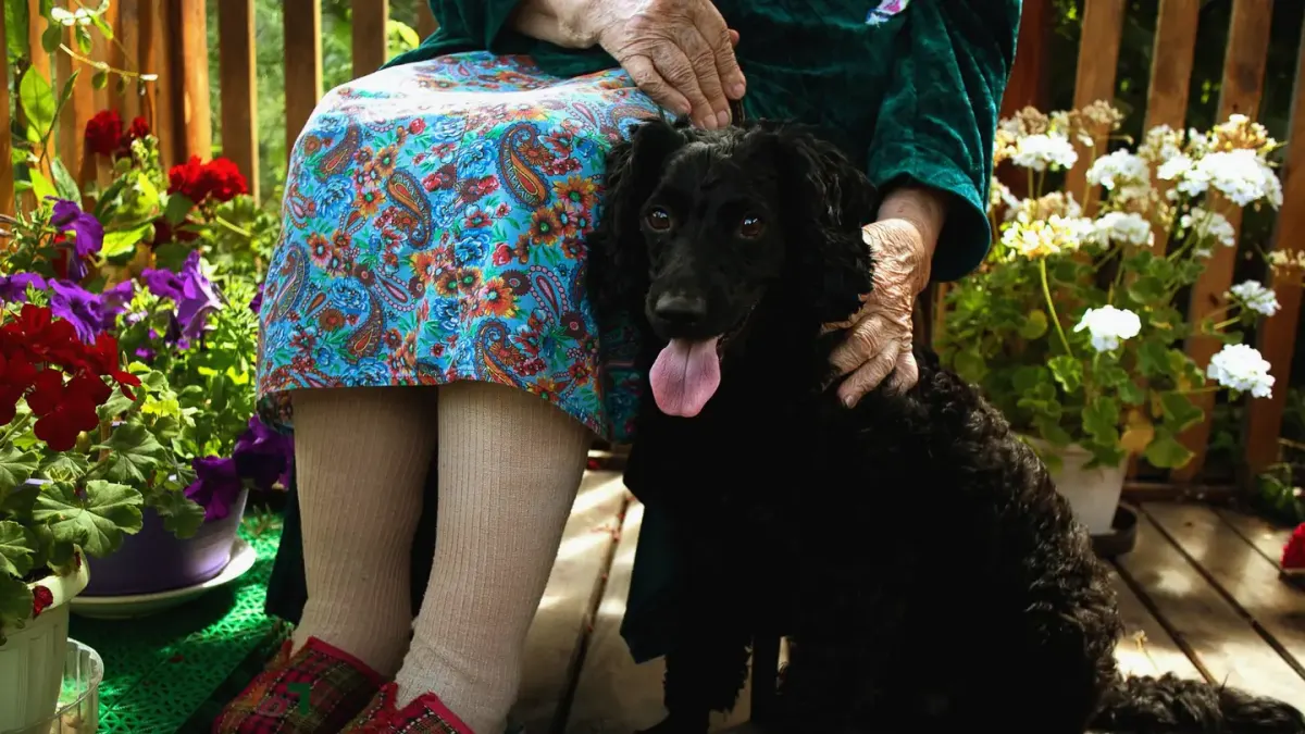 Dog with an owner at home