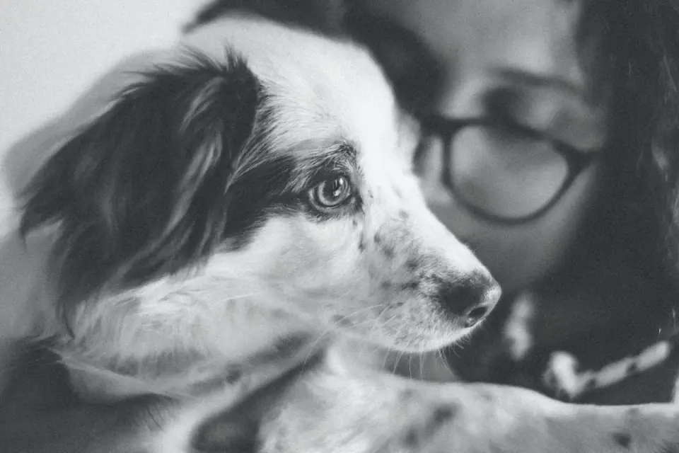 Dog with an owner at home