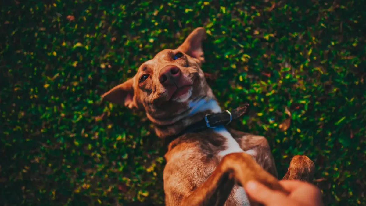 Dog with an owner at home