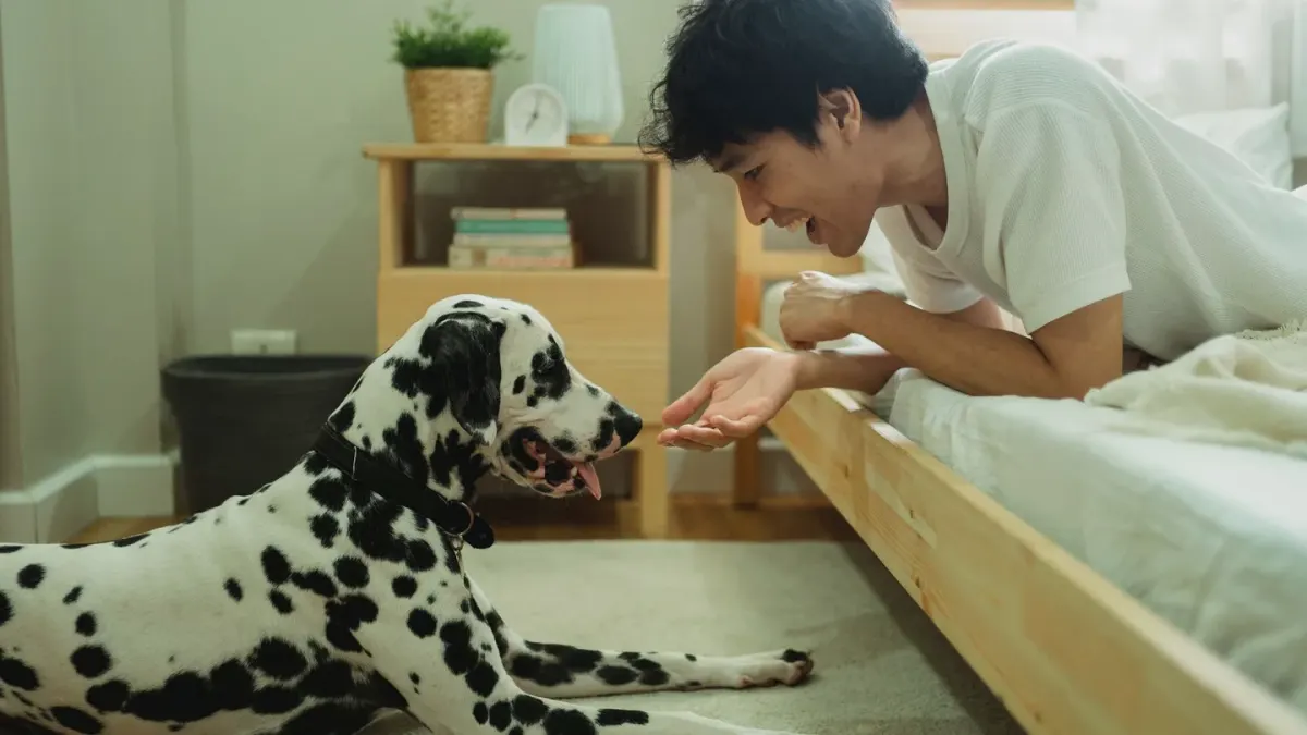 Dog with an owner at home