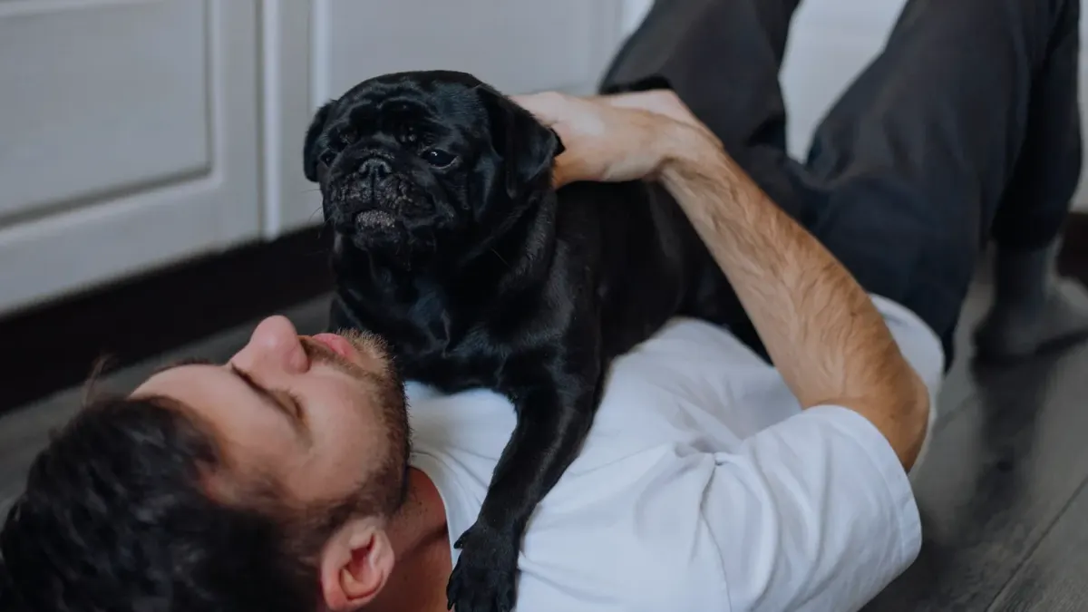 Dog with an owner at home