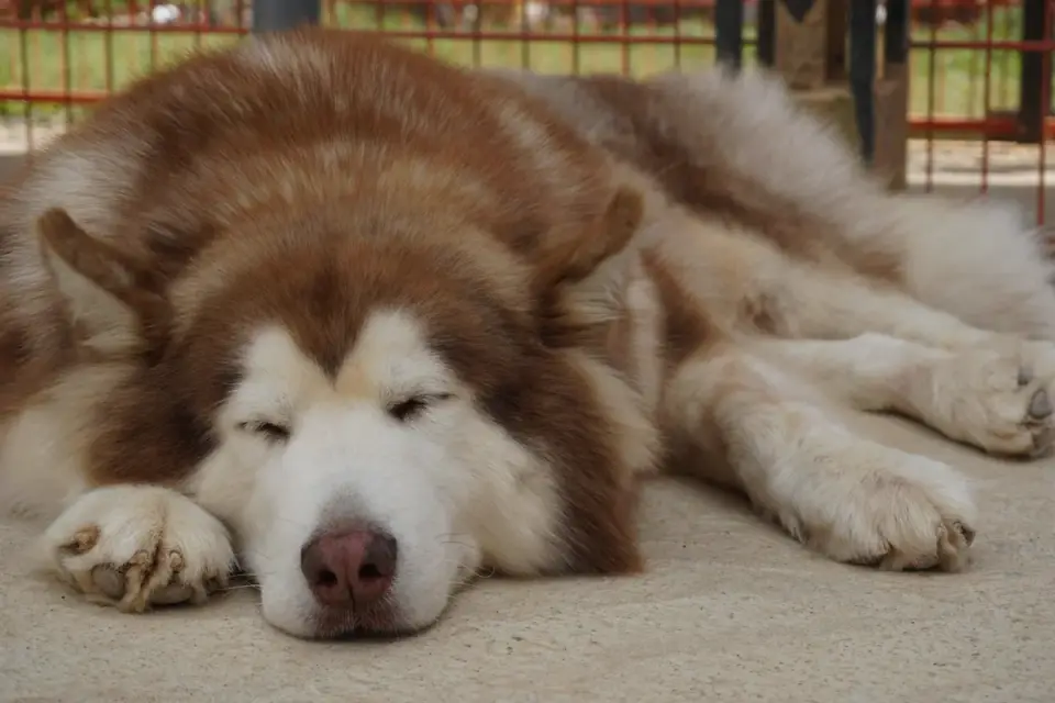 Dog with eyes closed
