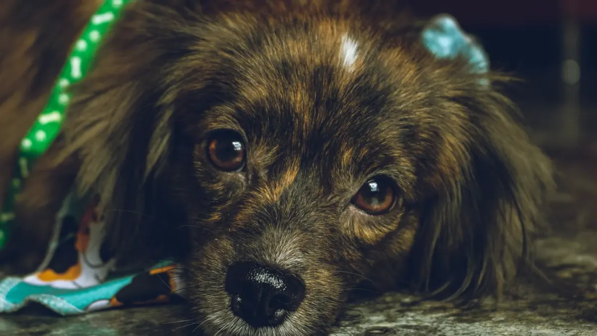 Dog with eyes closed