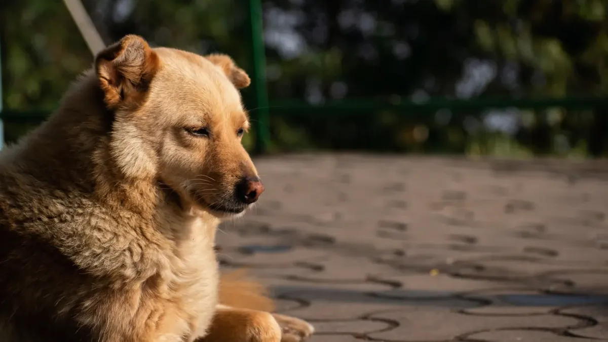 Dog with eyes closed