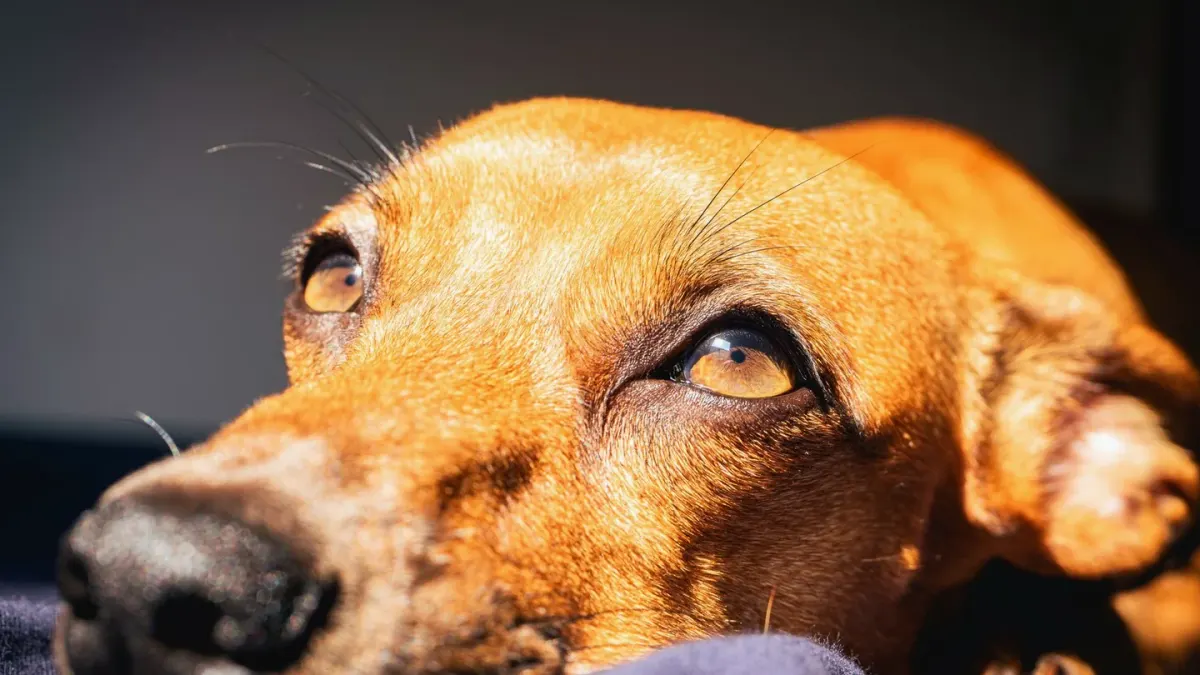 Dog with eyes closed