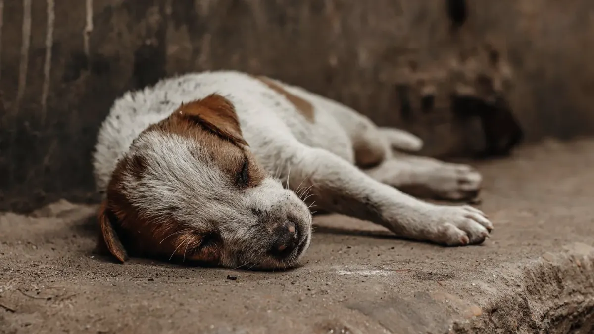 Dog with eyes closed