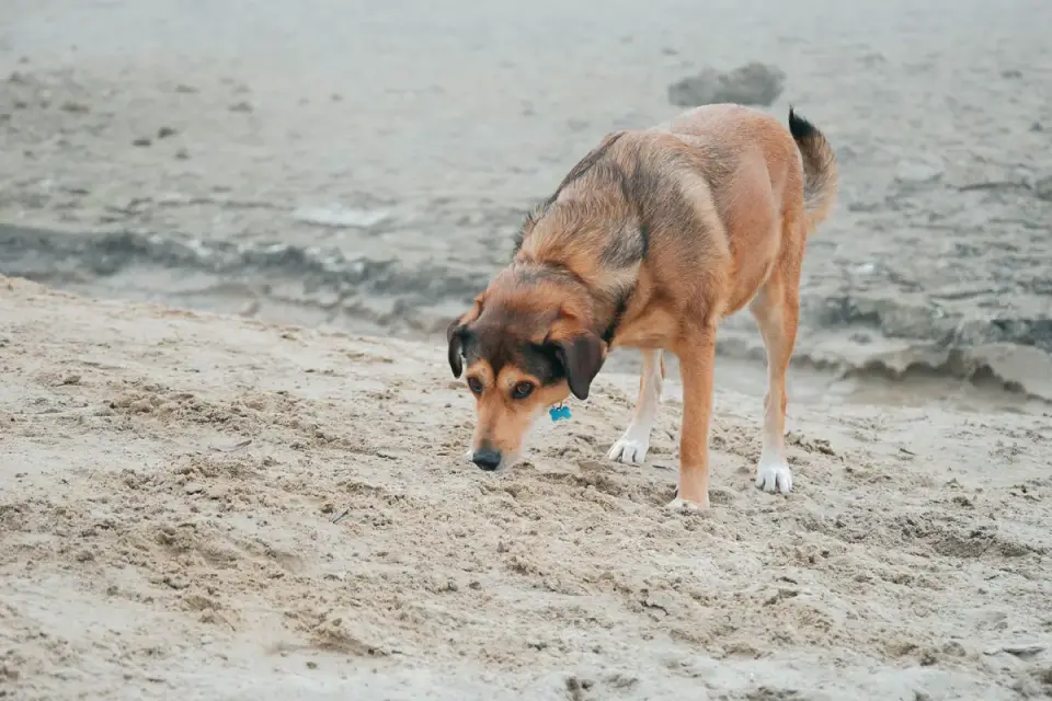 Older dog investigating a simple rolling treat dispenser on a rug