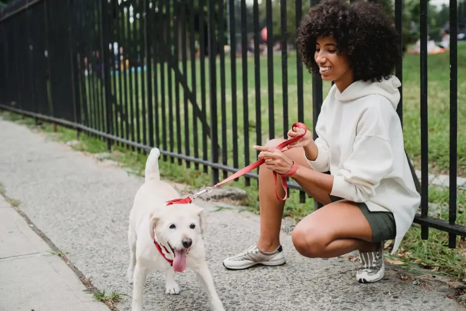 Older dog owner park