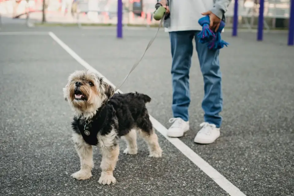Older dog with an owner in a park