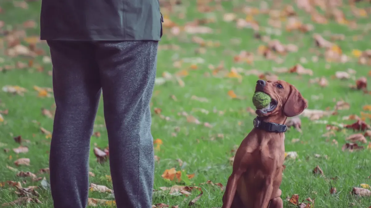 Older dog with an owner in a park
