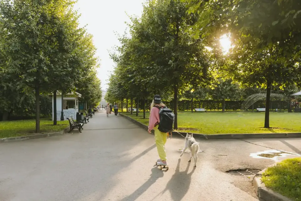 Older dog with an owner in a park