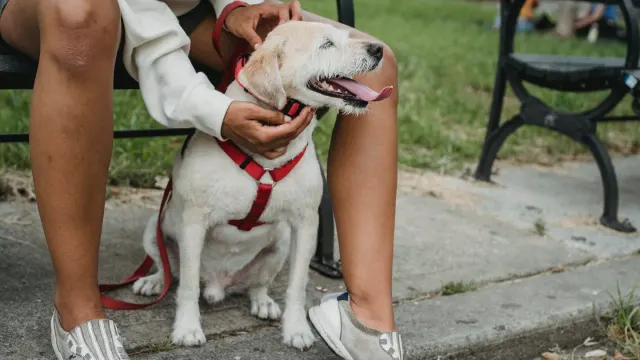 Older dog with an owner in a park