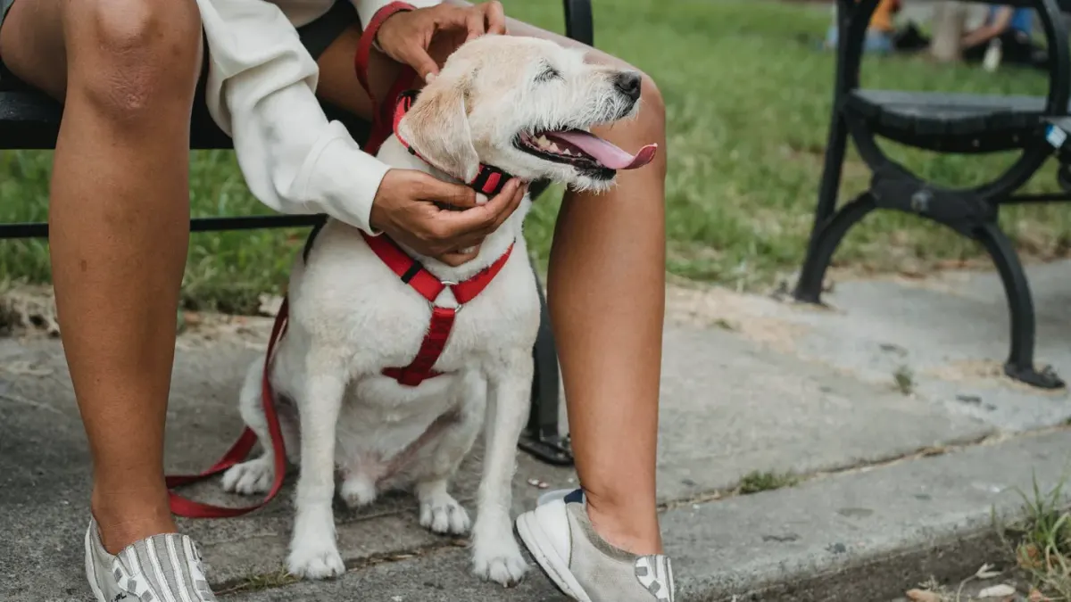 Older dog with an owner in a park
