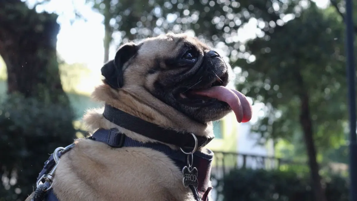 Older dog with an owner in a park