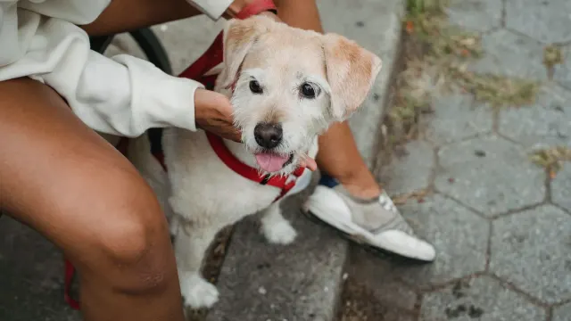 Older dog with an owner in a park