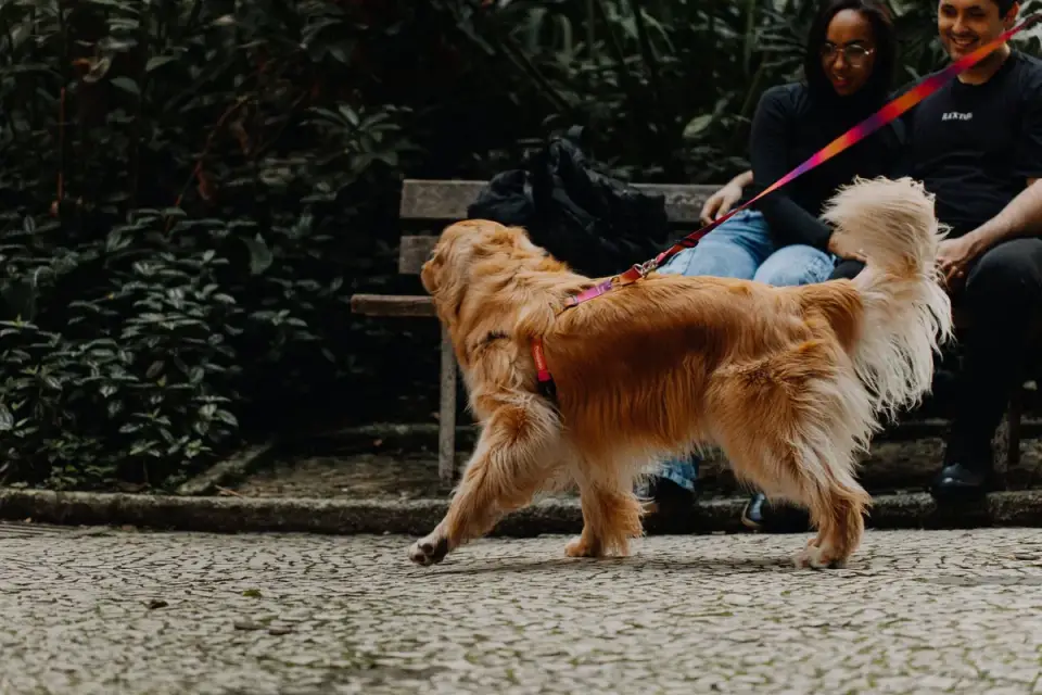 Older dog with an owner in a park