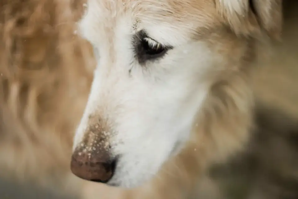 Senior dog on a bed