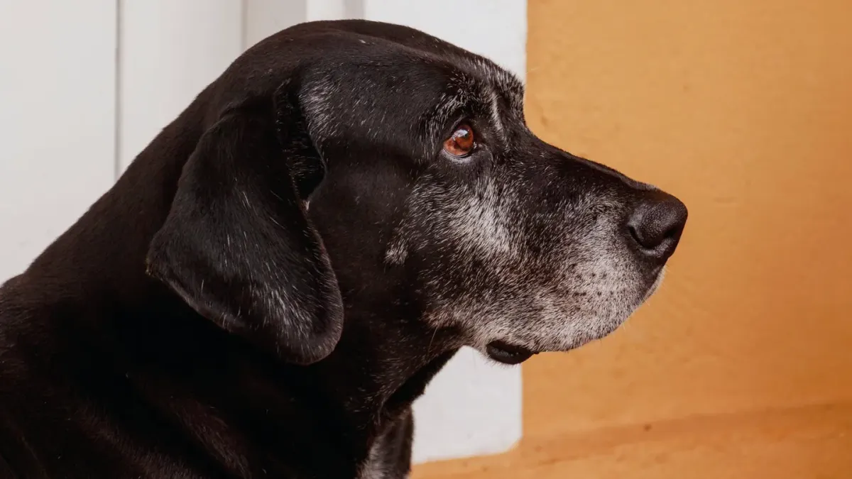 Senior dog on a bed