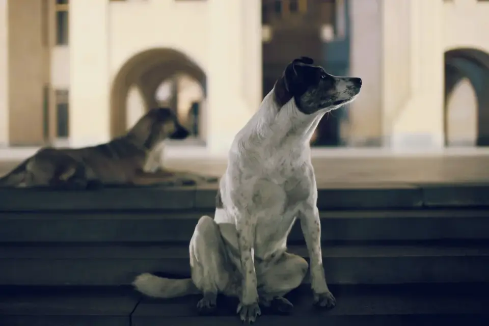 Senior dog pausing and looking down a flight of indoor stairs