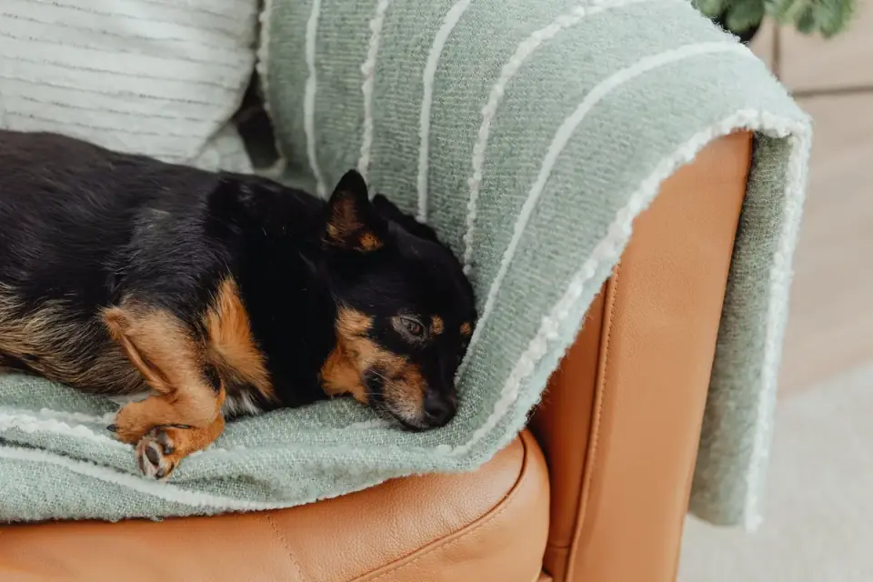 Senior dog resting at home