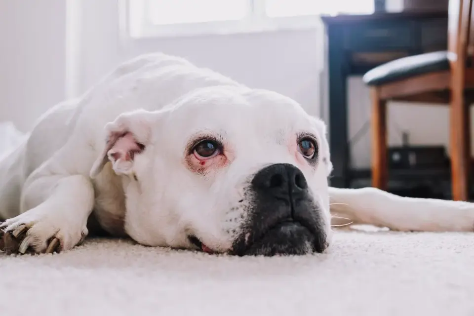 Senior dog resting at home
