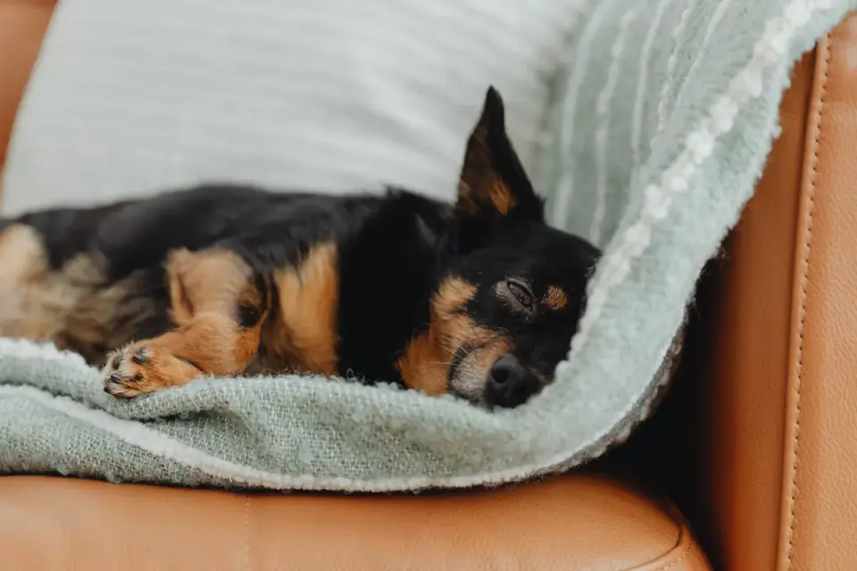 Senior dog resting at home
