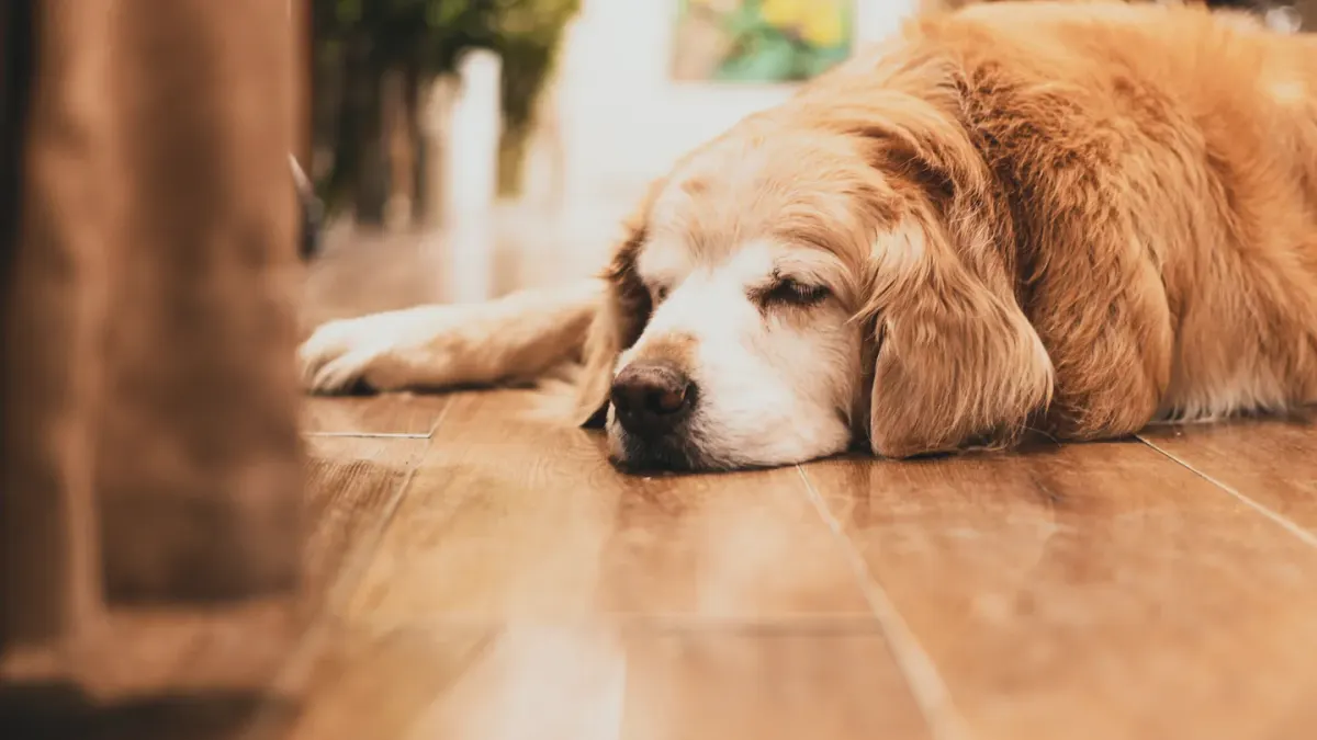 Senior dog resting at home