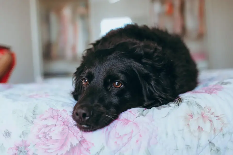 Senior dog resting at home