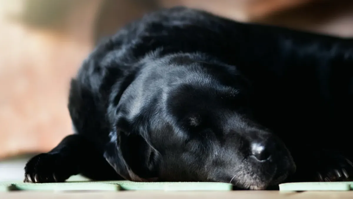 Senior dog resting at home