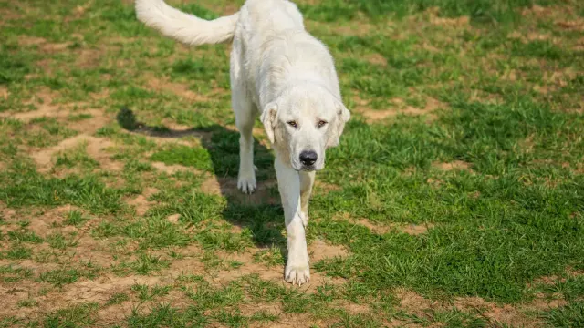 Senior dog stretching its front legs on grass before a walk