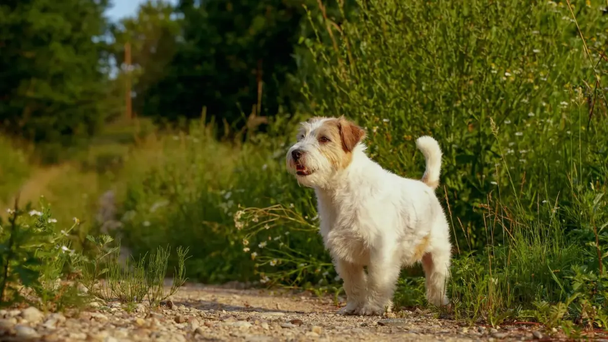 Senior dog walking outdoors