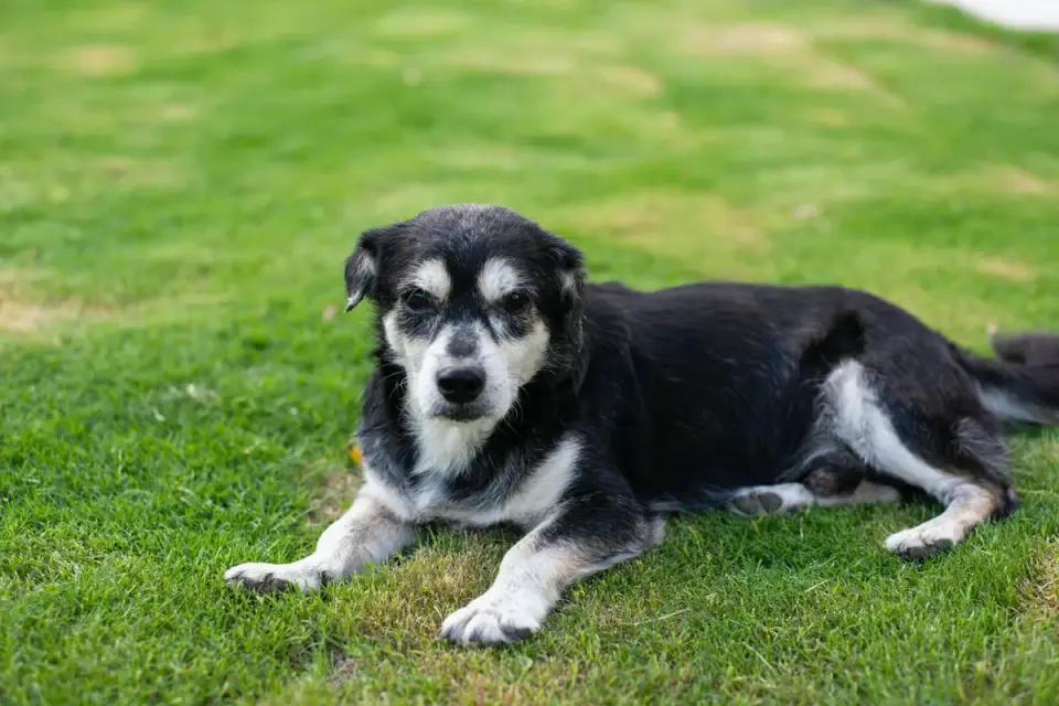 Senior dog walking outdoors