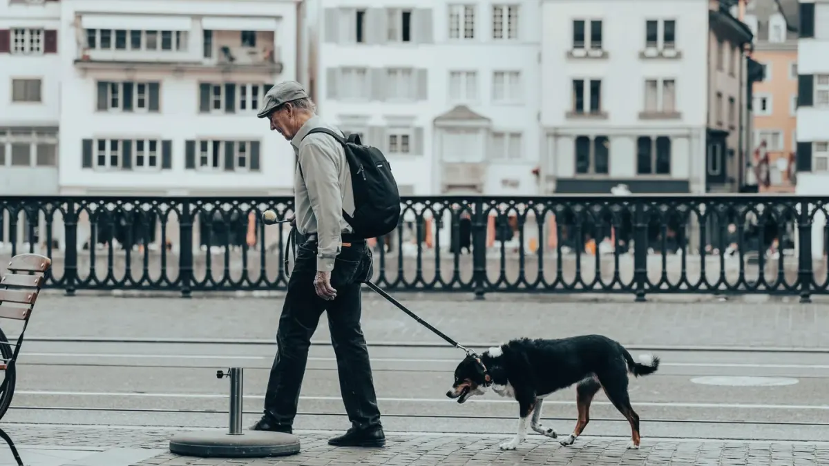 Senior dog walking with an owner