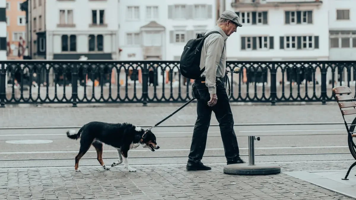 Senior dog walking with an owner