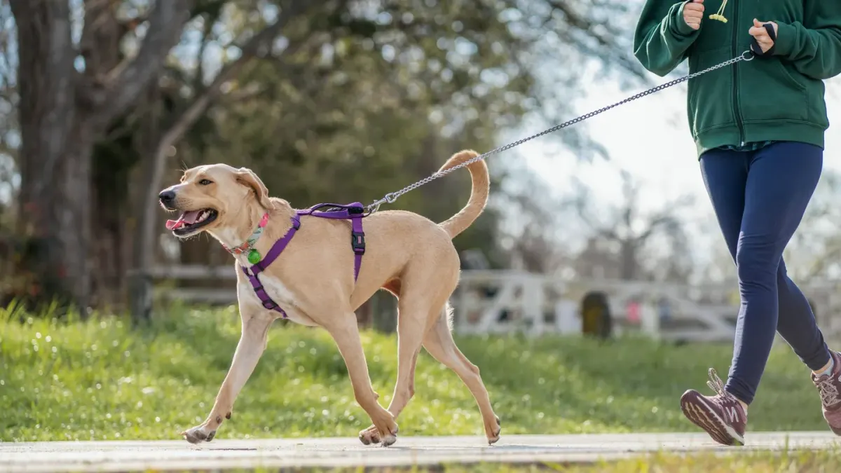 Senior dog walking with an owner