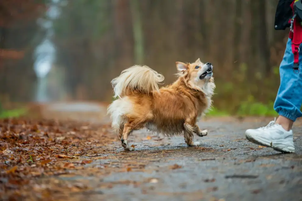 Senior dog walking with an owner