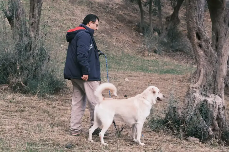 Senior dog walking with an owner