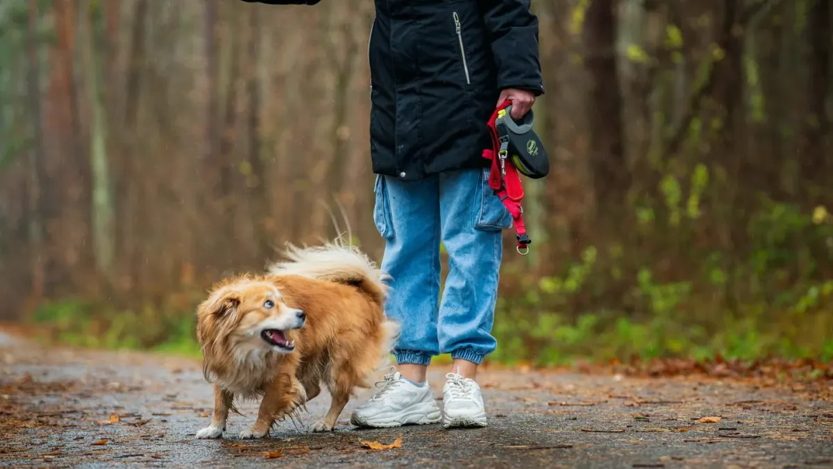 Senior dog walking with an owner