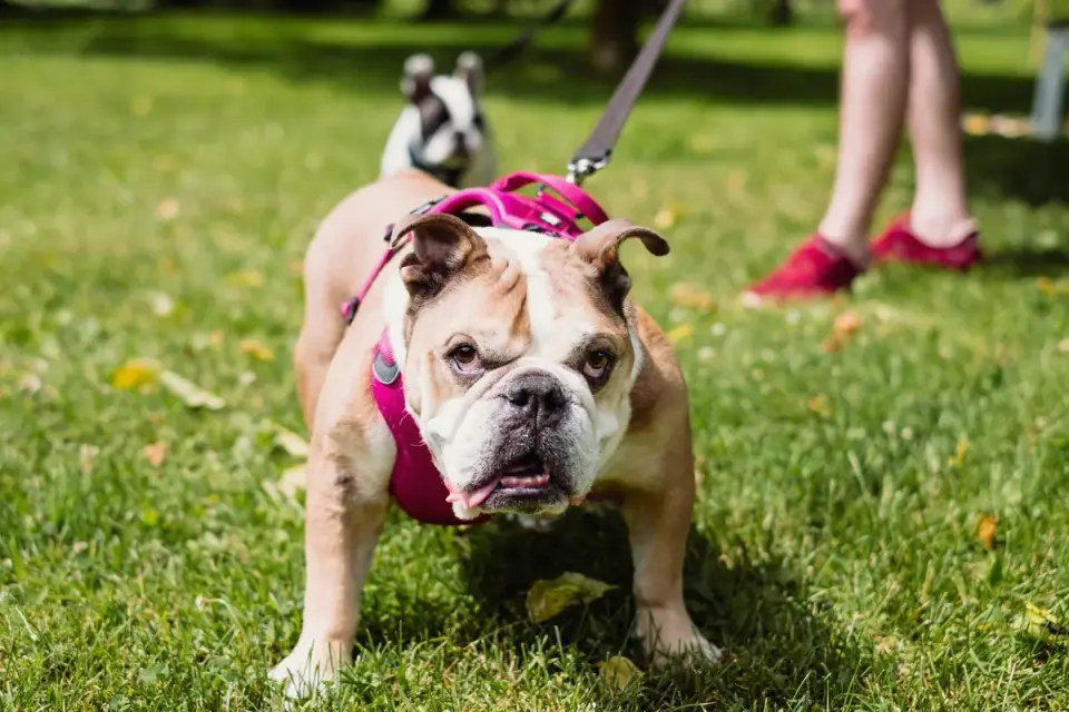 Senior dog walking with an owner