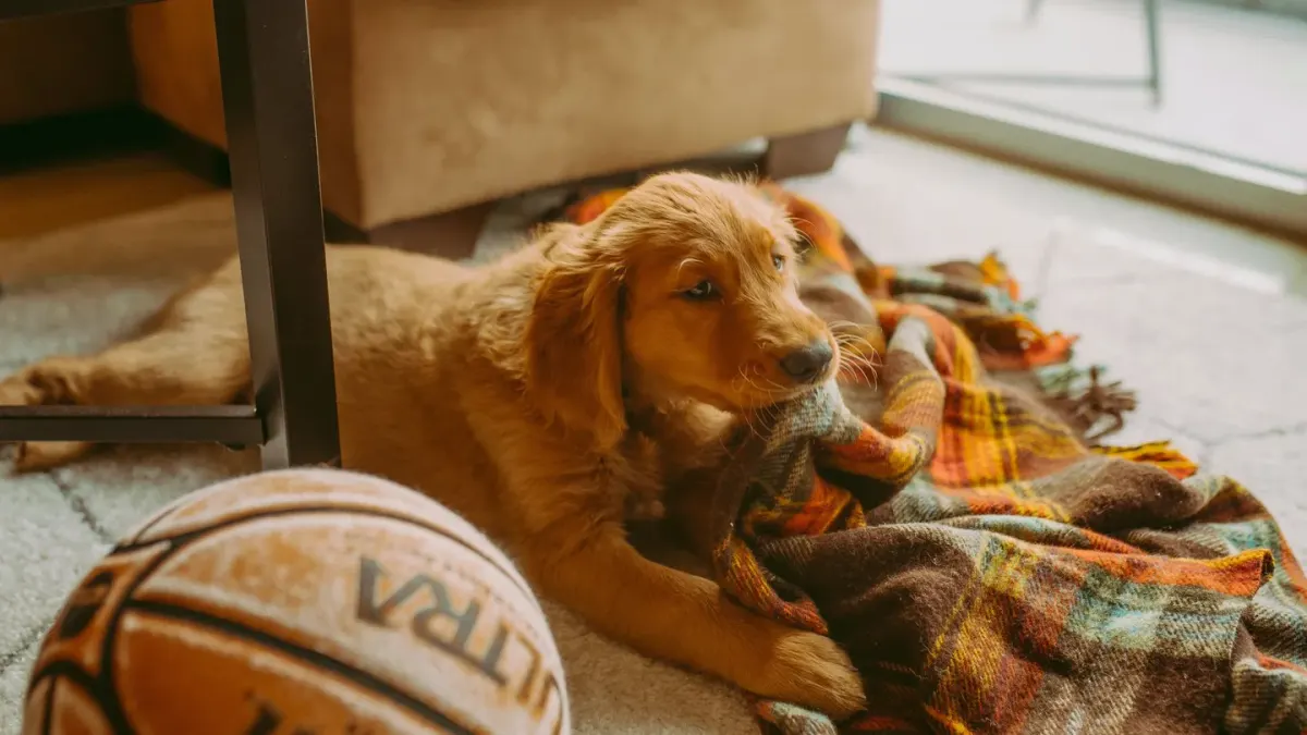 Senior golden retriever pacing near a couch in a dimly lit living room at night