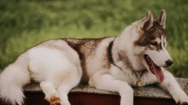 Siberian Husky lying on a shaded porch floor on a bright summer afternoon