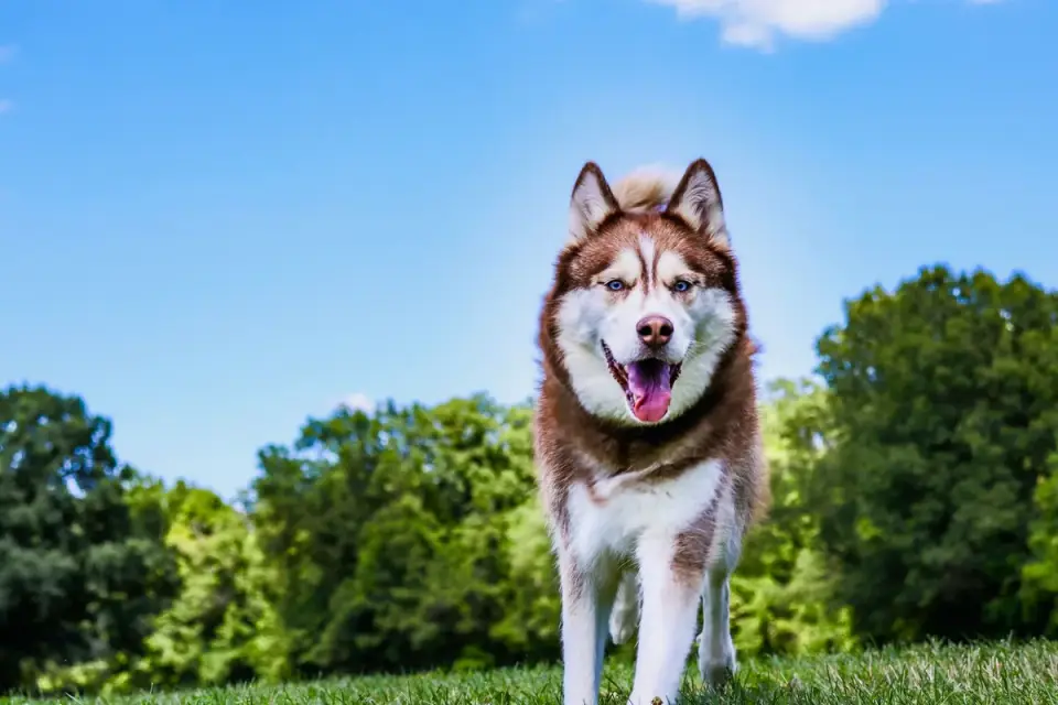 Siberian Husky walking on dew-covered grass in early morning light