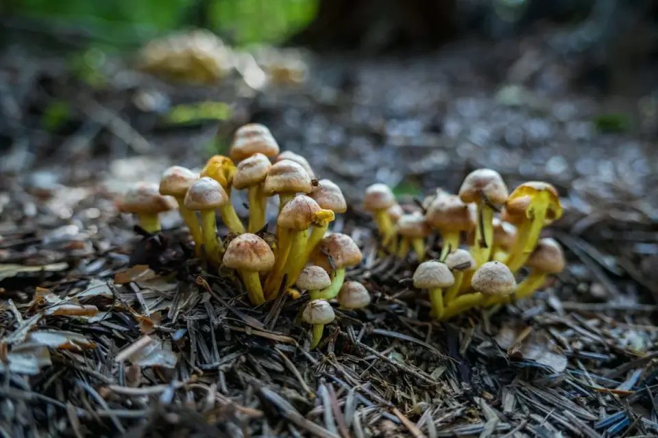 Small wild mushrooms growing in grass near a fence line